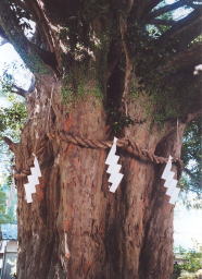 �V�R�L�O���A�Ȃ��̘V��